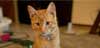 bremerton animal hospital bremerton wa